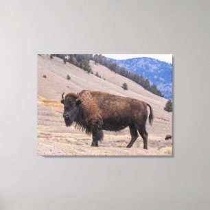 Buffalo Bison American Wildlife Canvas Afdruk