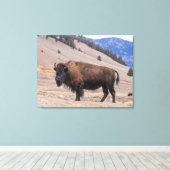 Buffalo Bison American Wildlife Canvas Afdruk (Insitu (Houten vloer))