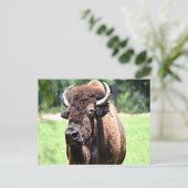 Buffalo (Bison) Briefkaart (Staand voorkant)