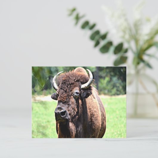 Buffalo (Bison) Briefkaart (Staand voorkant)