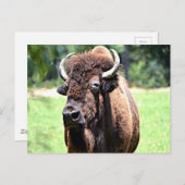 Buffalo (Bison) Briefkaart (Voorkant / Achterkant)