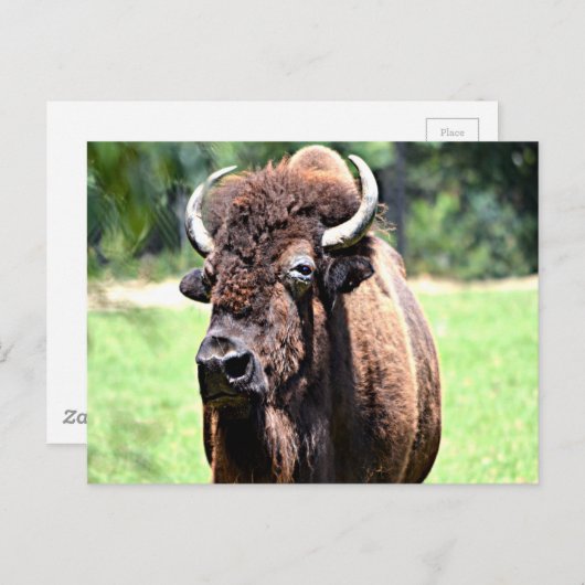 Buffalo (Bison) Briefkaart (Voorkant / Achterkant)