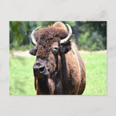 Buffalo (Bison) Briefkaart (Voorkant)