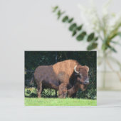 Buffalo (Bison) Kansas, Oklahoma, Wyoming Briefkaart (Staand voorkant)