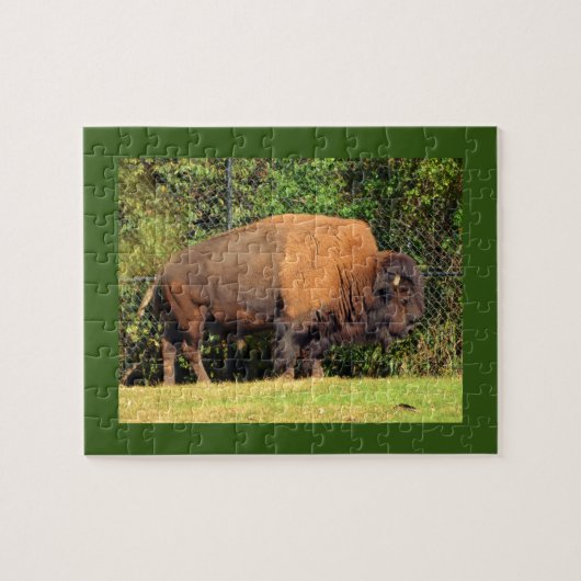 Buffalo (Bison) Kansas, Oklahoma, Wyoming Legpuzzel (Horizontaal)