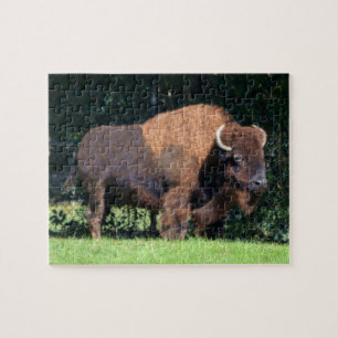 Buffalo (Bison) Kansas, Oklahoma, Wyoming Legpuzzel