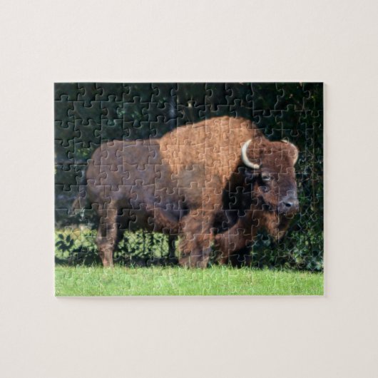 Buffalo (Bison) Kansas, Oklahoma, Wyoming Legpuzzel (Horizontaal)