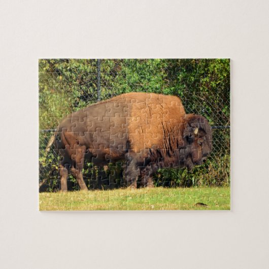 Buffalo (Bison) Kansas, Oklahoma, Wyoming Legpuzzel (Horizontaal)