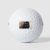 Buffalo Bizon van dichtbij Golfballen (Voorkant)