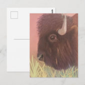 Buffalo Briefkaart (Voorkant / Achterkant)