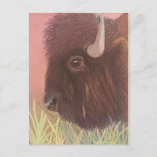 Buffalo Briefkaart