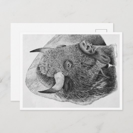 Buffalo Briefkaart (Voorkant / Achterkant)