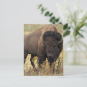 Buffalo Briefkaart (Staand voorkant)