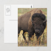 Buffalo Briefkaart (Voorkant / Achterkant)