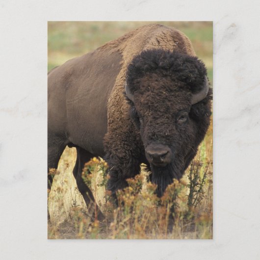 Buffalo Briefkaart (Voorkant)