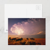 Buffalo Briefkaart (Voorkant / Achterkant)