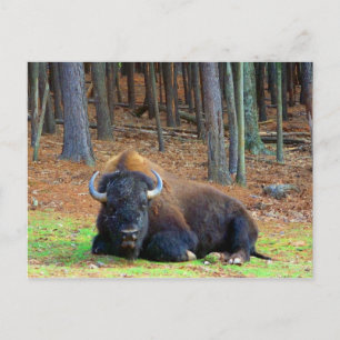 Buffalo Briefkaart