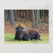 Buffalo Briefkaart (Voorkant)