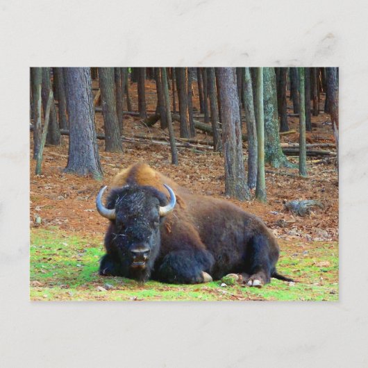 Buffalo Briefkaart (Voorkant)