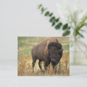 Buffalo Briefkaart (Staand voorkant)