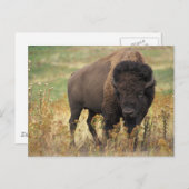 Buffalo Briefkaart (Voorkant / Achterkant)