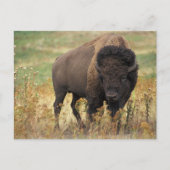 Buffalo Briefkaart (Voorkant)