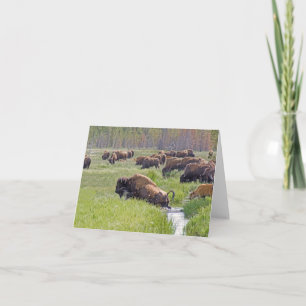 Buffalo Crossing Note-Kaart Kaart