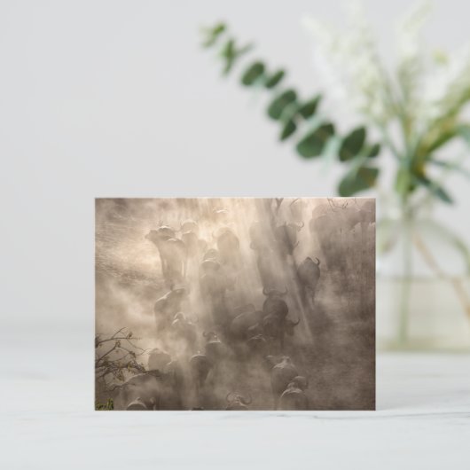 Buffalo Dust Briefkaart (Staand voorkant)