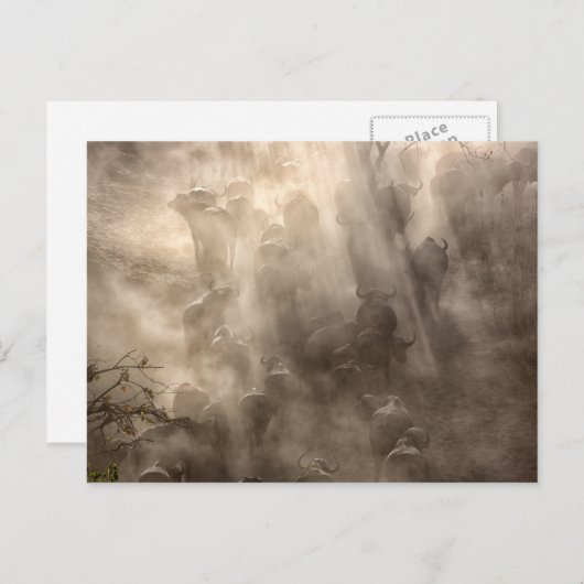 Buffalo Dust Briefkaart (Voorkant / Achterkant)