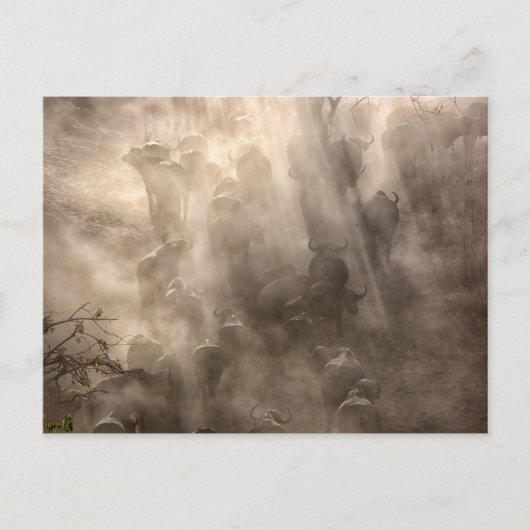 Buffalo Dust Briefkaart (Voorkant)