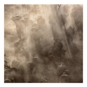Buffalo Dust Perfect Poster