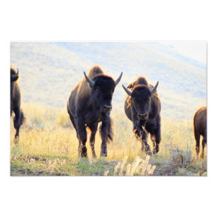 Buffalo Fotoafdrukken uitvoeren Foto Afdruk