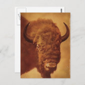 Buffalo/gif Briefkaart (Voorkant / Achterkant)