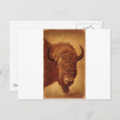 Buffalo/gif Briefkaart (Voorkant / Achterkant)