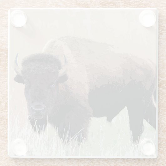 Buffalo/gif Glazen Onderzetter (Achterkant)