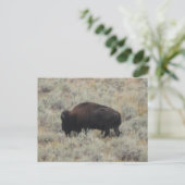 Buffalo, grazen, geelsteen, fotografie briefkaart (Staand voorkant)