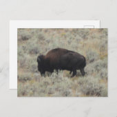 Buffalo, grazen, geelsteen, fotografie briefkaart (Voorkant / Achterkant)