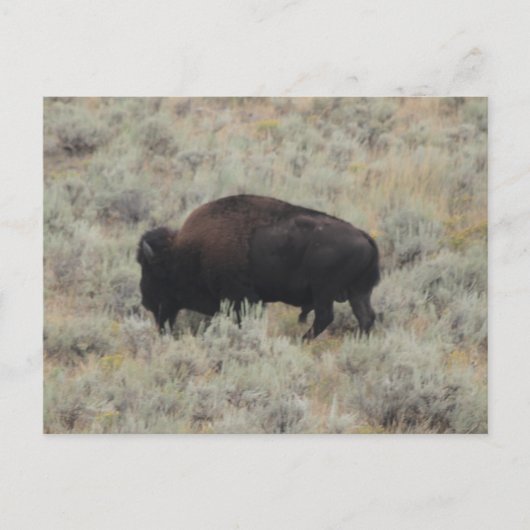 Buffalo, grazen, geelsteen, fotografie briefkaart (Voorkant)