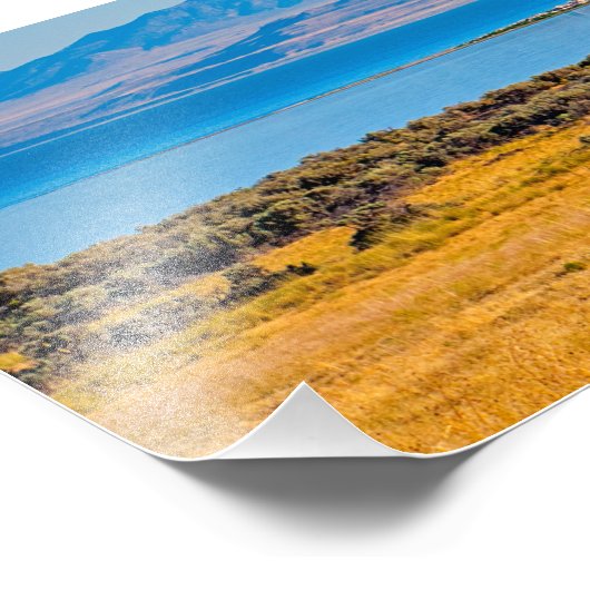 Buffalo grazing, Great Salt Lake, Utah Foto Afdruk (Hoek)