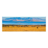 Buffalo grazing, Great Salt Lake, Utah Foto Afdruk (Voorkant)