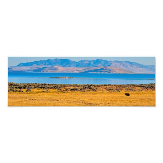 Buffalo grazing, Great Salt Lake, Utah Foto Afdruk (Voorkant)