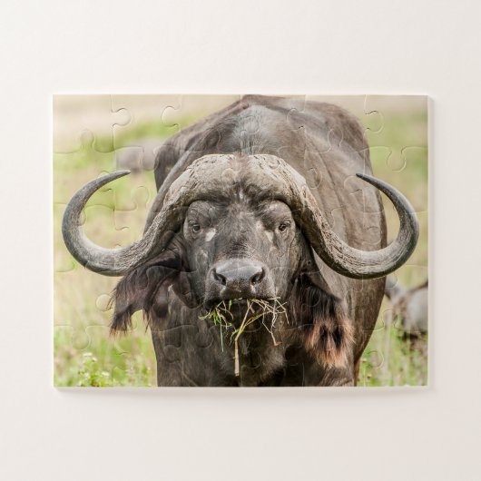 Buffalo Grazing Legpuzzel (Horizontaal)