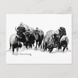 Buffalo Herd Briefkaart