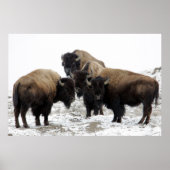 Buffalo Herd Natuur Wall Poster (Voorkant)