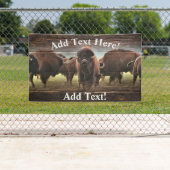 Buffalo Herd Spandoek (Insitu)