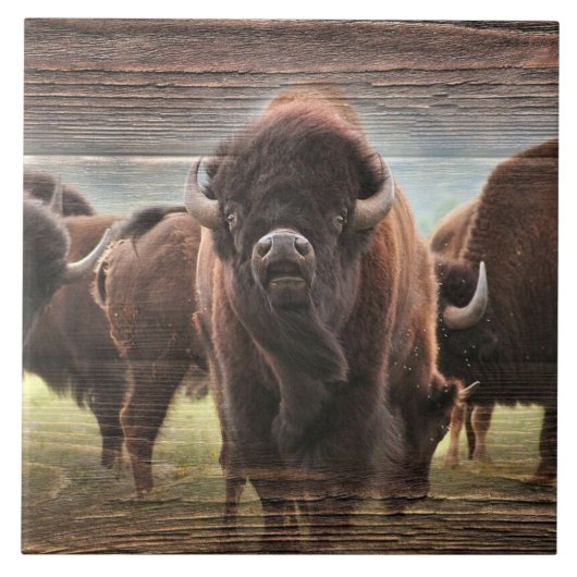 Buffalo Herd Tegeltje (Voorkant)