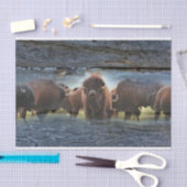Buffalo Herd Tissuepapier (Craft)