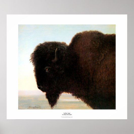 Buffalo Hoofd van Albert Bierstadt verven Poster (Voorkant)