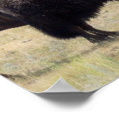 Buffalo Hunts Poster (Hoek)
