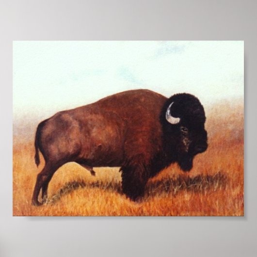 Buffalo III Poster (Voorkant)